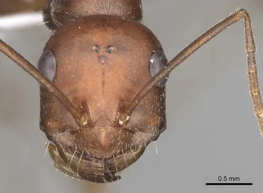 Cataglyphis nodus specimen CASENT0906069 image casent0906069_2