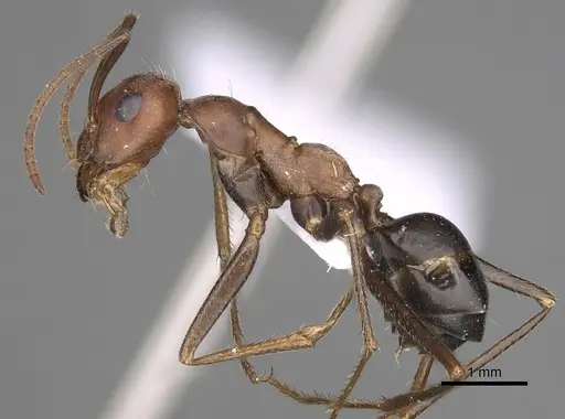 Cataglyphis nodus specimen CASENT0906069 image casent0906069_3