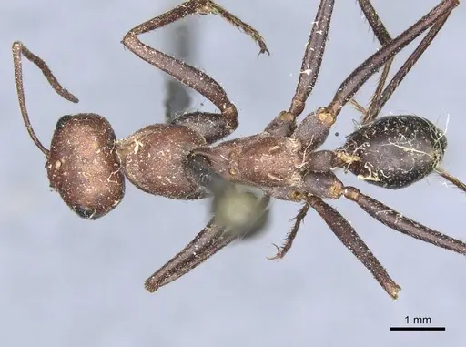Cataglyphis nodus specimen CASENT0911115 image casent0911115_1