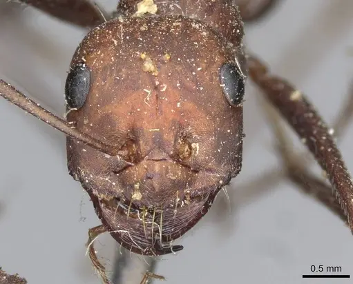 Cataglyphis nodus specimen CASENT0911115 image casent0911115_2