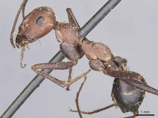 Cataglyphis nodus specimen CASENT0911115 image casent0911115_3