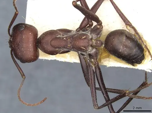Cataglyphis nodus specimen CASENT0911116 image casent0911116_1
