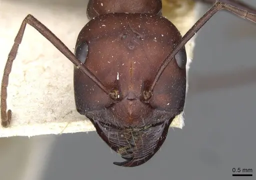 Cataglyphis nodus specimen CASENT0911116 image casent0911116_2