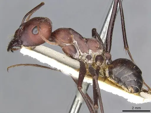 Cataglyphis nodus specimen CASENT0911116 image casent0911116_3