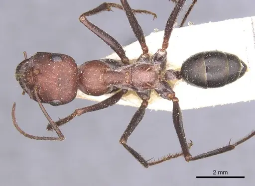 Cataglyphis nodus specimen CASENT0912216 image casent0912216_1