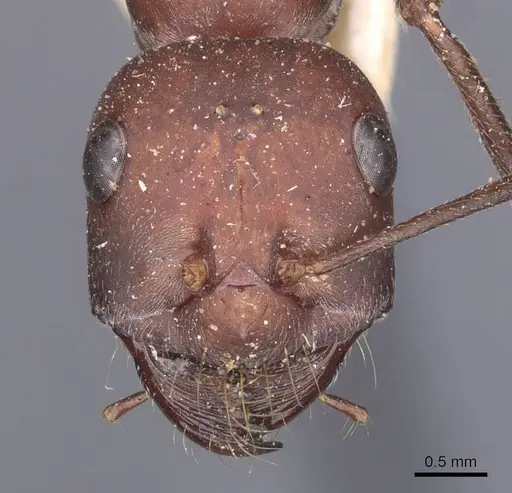 Cataglyphis nodus specimen CASENT0912216 image casent0912216_2