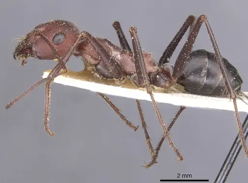 Cataglyphis nodus specimen CASENT0912216 image casent0912216_3