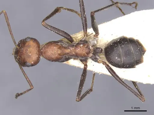 Cataglyphis nodus specimen CASENT0912217 image casent0912217_1
