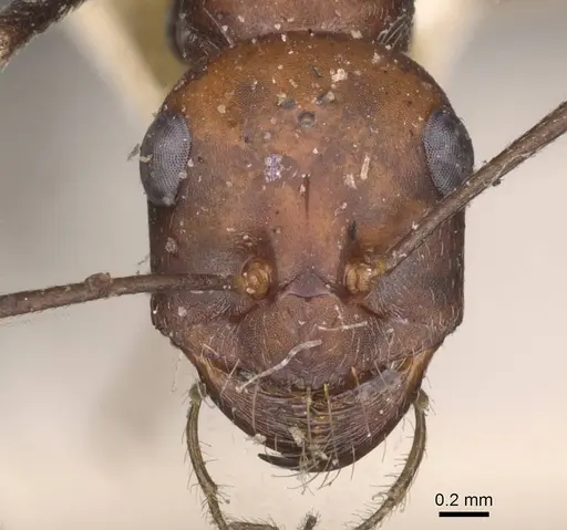 Cataglyphis nodus specimen CASENT0912217 image casent0912217_2