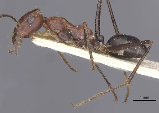 Cataglyphis nodus specimen CASENT0912217 image casent0912217_3