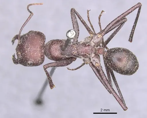 Cataglyphis nodus specimen CASENT0912218 image casent0912218_1