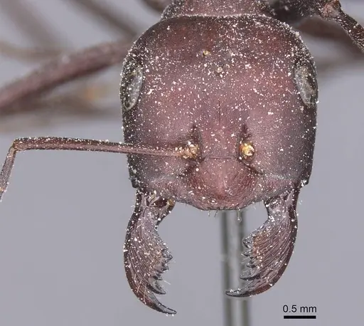 Cataglyphis nodus specimen CASENT0912218 image casent0912218_2