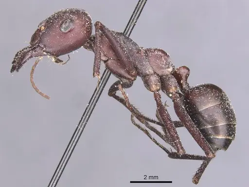 Cataglyphis nodus specimen CASENT0912218 image casent0912218_3