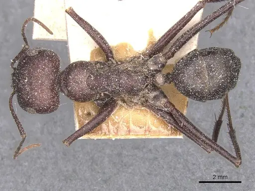Cataglyphis nodus specimen CASENT0912219 image casent0912219_1