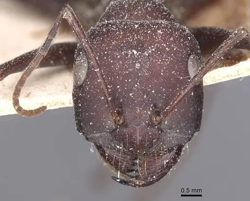 Cataglyphis nodus specimen CASENT0912219 image casent0912219_2