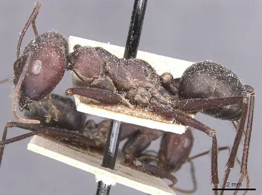 Cataglyphis nodus specimen CASENT0912219 image casent0912219_3