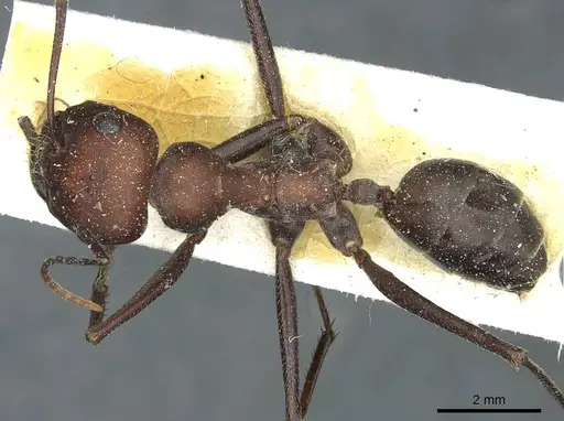 Cataglyphis nodus specimen CASENT0912220 image casent0912220_1