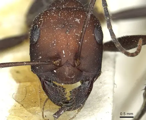 Cataglyphis nodus specimen CASENT0912220 image casent0912220_2