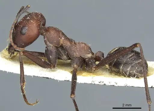Cataglyphis nodus specimen CASENT0912220 image casent0912220_3