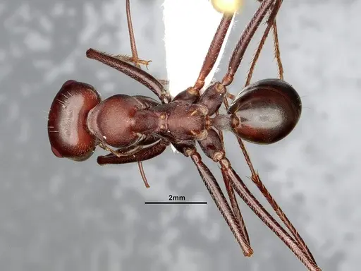 Cataglyphis nodus specimen CASENT4031891 image casent4031891_1