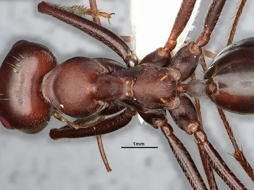 Cataglyphis nodus specimen CASENT4031891 image casent4031891_2