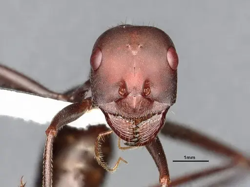 Cataglyphis nodus specimen CASENT4031891 image casent4031891_3