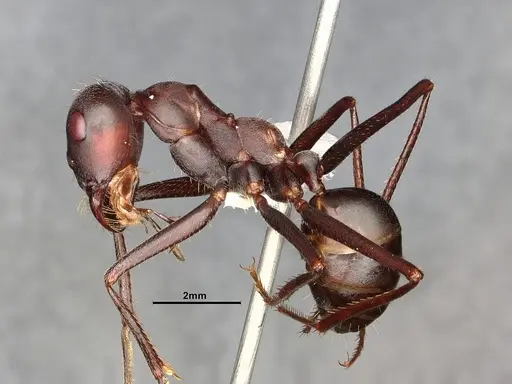 Cataglyphis nodus specimen CASENT4031891 image casent4031891_4
