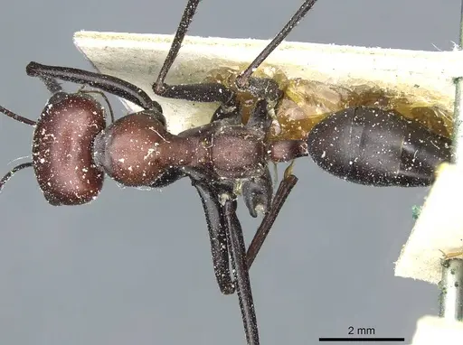 Cataglyphis oasium specimen CASENT0912184 image casent0912184_1