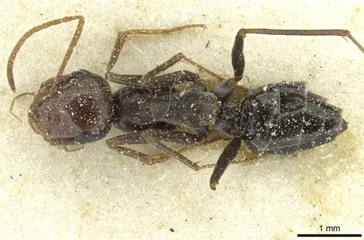 Cataglyphis otini specimen CASENT0912221 image casent0912221_1
