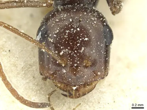 Cataglyphis otini specimen CASENT0912221 image casent0912221_2