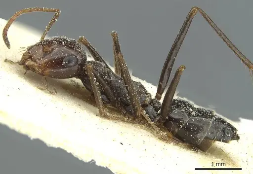 Cataglyphis otini specimen CASENT0912221 image casent0912221_3