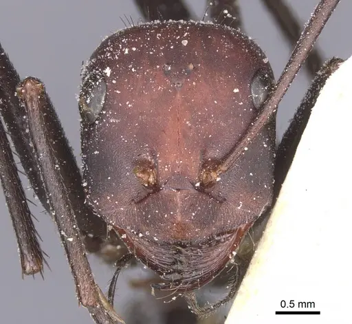 Cataglyphis pilisquamis specimen CASENT0912202 image casent0912202_2