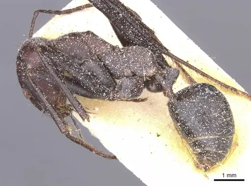 Cataglyphis pilisquamis specimen CASENT0912202 image casent0912202_3