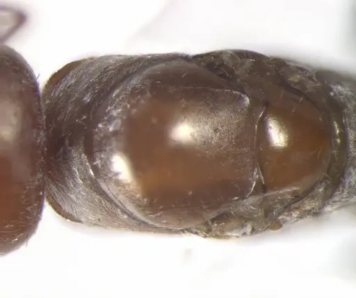 Cataglyphis rosenhaueri specimen CASENT0823301 image casent0823301_1