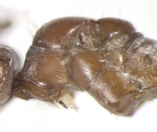 Cataglyphis rosenhaueri specimen CASENT0823301 image casent0823301_2