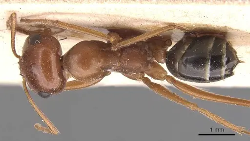 Cataglyphis rosenhaueri specimen CASENT0905717 image casent0905717_1