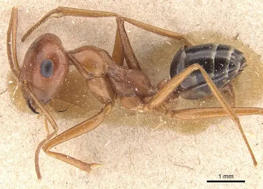 Cataglyphis rosenhaueri specimen CASENT0905717 image casent0905717_3