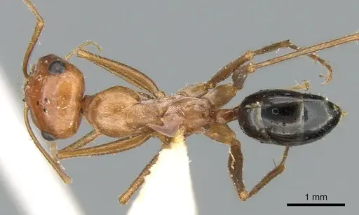 Cataglyphis rosenhaueri specimen CASENT0906297 image casent0906297_1