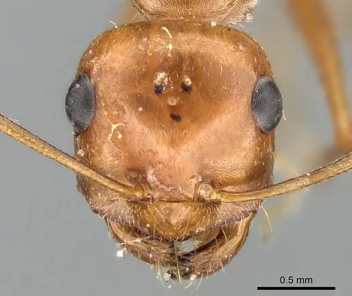Cataglyphis rosenhaueri specimen CASENT0906297 image casent0906297_2