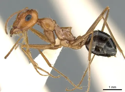 Cataglyphis rosenhaueri specimen CASENT0906297 image casent0906297_3