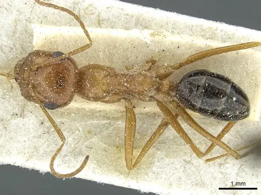 Cataglyphis rosenhaueri specimen CASENT0912223 image casent0912223_1