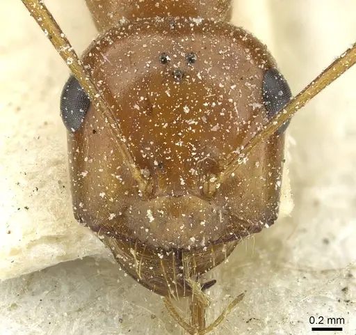Cataglyphis rosenhaueri specimen CASENT0912223 image casent0912223_2