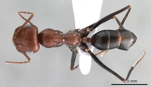 Cataglyphis rubra specimen ANTWEB1008063 image antweb1008063_1