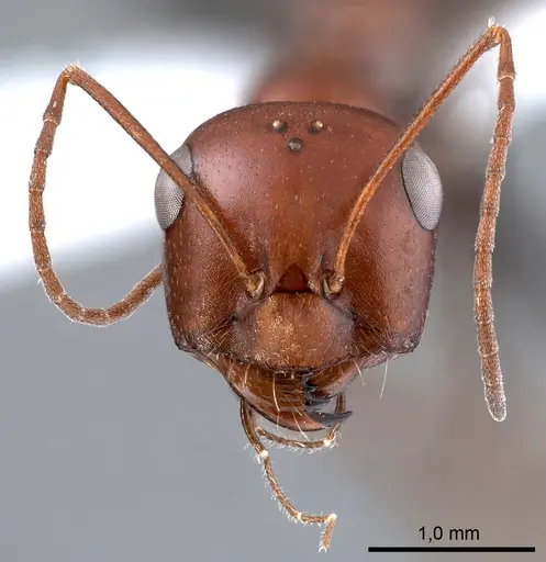 Cataglyphis rubra specimen ANTWEB1008063 image antweb1008063_2