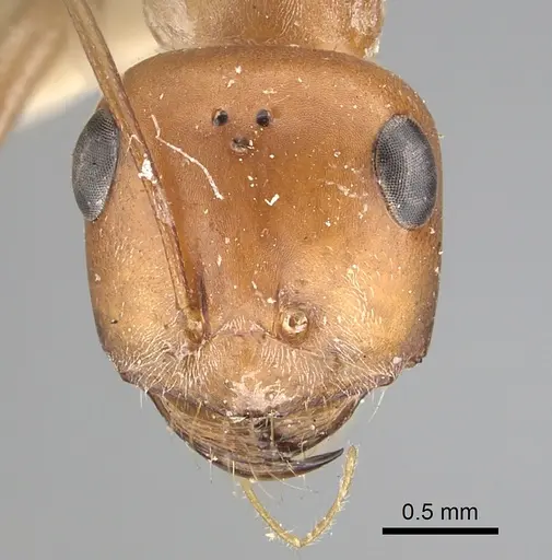 Cataglyphis rubra specimen CASENT0249887 image casent0249887_2