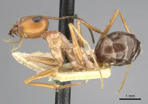 Cataglyphis rubra specimen CASENT0249887 image casent0249887_3