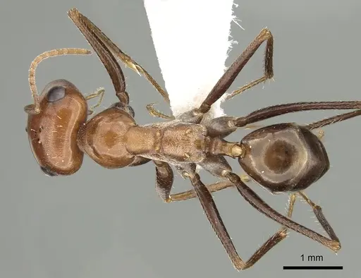 Cataglyphis rubra specimen CASENT0280328 image casent0280328_1
