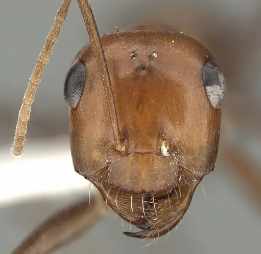 Cataglyphis rubra specimen CASENT0280328 image casent0280328_2