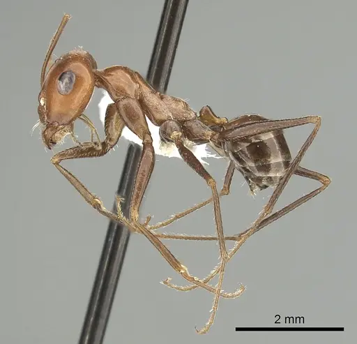 Cataglyphis rubra specimen CASENT0280328 image casent0280328_3