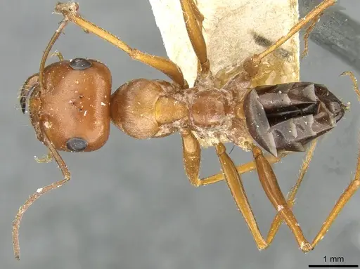 Cataglyphis rubra specimen CASENT0911102 image casent0911102_1